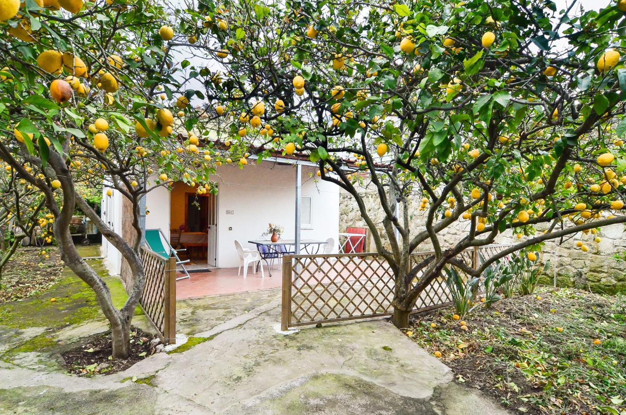Residence Limoneto Ischia Forio di Ischia Exterior foto