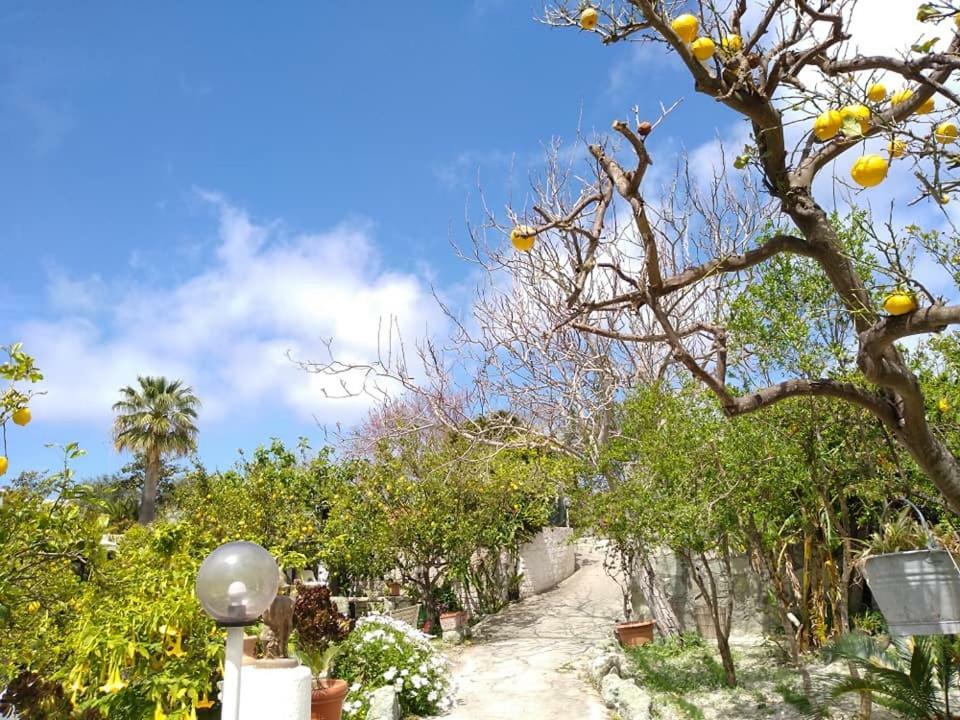 Residence Limoneto Ischia Forio di Ischia Exterior foto